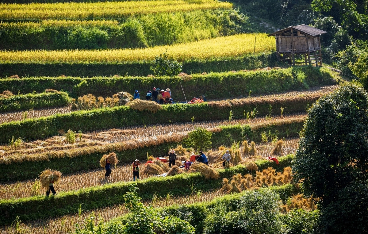 Ngắm ruộng bậc thang vào độ chín vàng ở Hoàng Su Phì